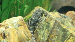 Zierbinden Zwergschilderwels