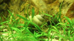 Apfelschnecke und Rennschnecke