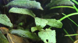 Cryptocoryne wendtii ´brown´ (brauner Wendtscher Wasserkelch)
