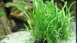 Lilaeopsis brasiliensis Scaper Pad (brasilianische Graspflanze)