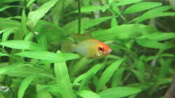 Hygrophilia polysperma (indischer Wasserfreund)