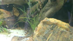 Eleocharis acicularis (Nadelsimse)
