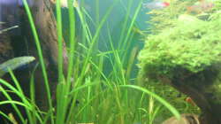 Vallisneria spiralis (Gewöhnliche Wasserschraube)