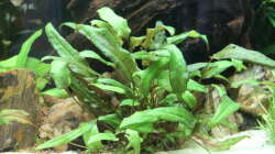 Cryptocoryne wendtii green (grüner Wendtscher Wasserkelch)