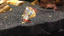 Super Red Fire Garnelen