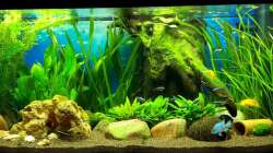 So sieht das Becken jetzt nach vier Wochen aus