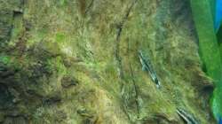 Längsstreifen-Ohrgitter-Harnischwels