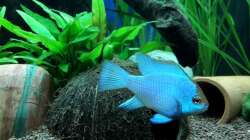 Aquarium JUWEL RIO 180