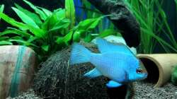 Schmetterlingsbuntbarsch ´Electric blue´