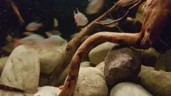 Besatz im Aquarium Rio Negro em Suíça