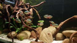 Besatz im Aquarium Rio Negro em Suíça