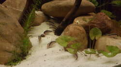 Ein seltenes Foto; gleich 10 der 16 C. Arcuatus auf einmal. Die wuseligen Tiere sind