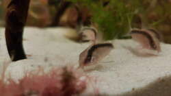 Es gab zum ersten Mal Tubifex!