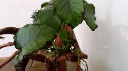 Die Anubias aufzubinden war wieder mal eine Qual