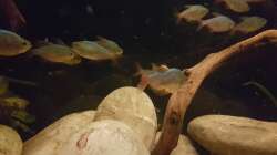 Besatz im Aquarium Rio Negro em Suíça