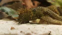 Besatz im Aquarium Rio Negro em Suíça