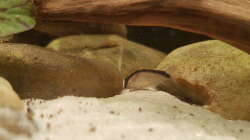 Besatz im Aquarium Rio Negro em Suíça