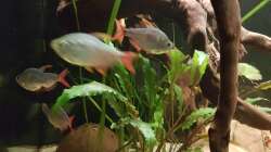 Besatz im Aquarium Rio Negro em Suíça