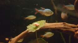 Diesen gekrümmten wollte über Monate niemand im Laden kaufen. Jetzt schwimmt er