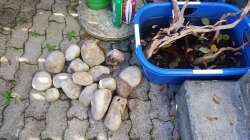 Steine aus dem nahe gelegenen Wald und die gewässerten Wurzeln