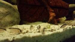 Besatz im Aquarium Rio Negro em Suíça