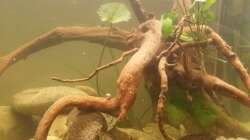 Hinten die Moorkienwurzeln von zuvor, vorne eine der neuen Wurzeln