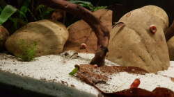 Besatz im Aquarium Rio Negro em Suíça