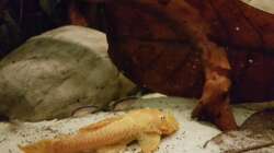 Besatz im Aquarium Rio Negro em Suíça