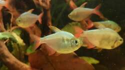 Besatz im Aquarium Rio Negro em Suíça