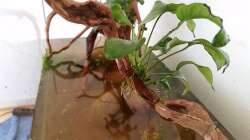 Aquarium Rio Negro em Suíça