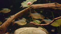 Besatz im Aquarium Rio Negro em Suíça