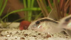 Die Arcuatus hatten teilweise schon abgenutzte Barteln. Das ist eines der Tiere,