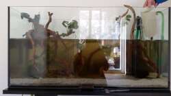 Aquarium Rio Negro em Suíça