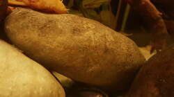 Der Albino Antennenwels ist zwar der grösste der Dreien, hat aber die kleinsten