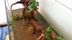 Aquarium Rio Negro em Suíça