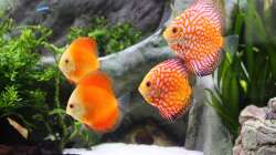 Diskus ´Red Melon´ und ´Checkerboard´d