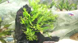 Driftwood mit Windeløv-Javafarn