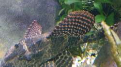 Besatz im Aquarium Südamerika mit Kompromissen -)