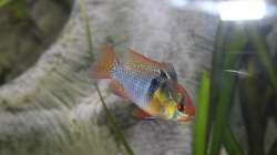 Schmetterlingsbuntbarsch