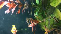 Anemonenfische fühlen sich auch in Süßwasser wohl