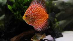 Checkerboard mit Schmetterlingsbuntbarsch