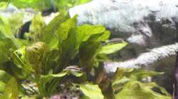 Ohrgitterharnischwelse