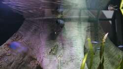 Auslauf des Topffilters ins Becken