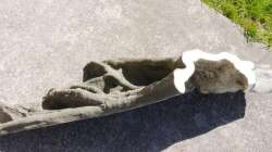 Rainforrest Root L 160 x 60 cm