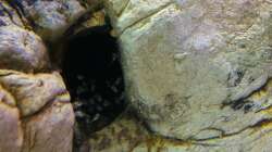 einen Tag vor dem Auszug zum Händler mussten sich die PPB unbedingt nochmal vermehren