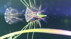 Besatz im Aquarium Südamerika mit Kompromissen -)