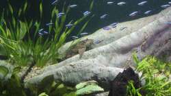 Besatz im Aquarium Südamerika mit Kompromissen -)