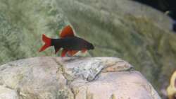 grüner Fransenlipper