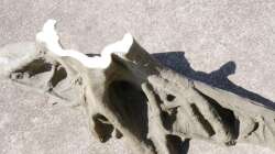 Dekoration im Aquarium Südamerika mit Kompromissen -)