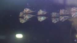 Besatz im Aquarium Südamerika mit Kompromissen -)